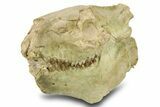 Fossil Oreodont (Eporeodon) Skull with Atlas Vertebra #284204-2